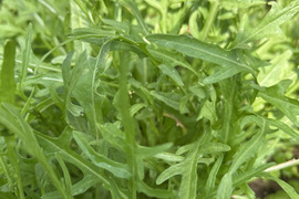 ルッコラ！　セルバチコ‼︎   500グラム