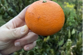 鹿児島県枕崎市産　完熟【せとか】数量限定販売です！！