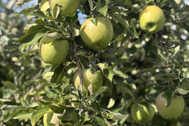 長野県産　りんご グラニースミス 約5kg