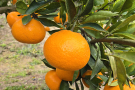 ★秀品！！　石地みかん　10kg　香川県産