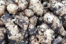 自然栽培のキクイモ土付き10㎏限定価格生菊芋⭐⭐️⭐️⭐️⭐️