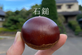【石鎚】渋皮煮にぴったり！美味しい石鎚Lサイズ（3kg）