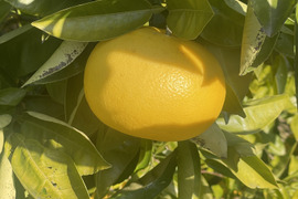 国産グレープフルーツ（ホワイト）　【農薬　防カビ剤　ワックス未使用】
箱込み約2キロ　（5個～6個）