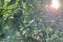 果汁たっぷり！熊本県産　安心の自然栽培【かぼす】