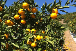 糖度保証！三ヶ日ひづるみかん（早生4㎏）（LMS混合）