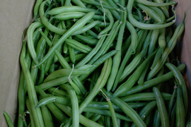 有機質たっぷりさやいんげん（キセラ）1kg  B級品