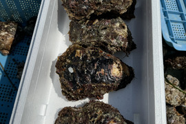 天然岩牡蠣　特大　5個