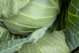 🥬初夏キャベツ🥬２玉