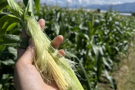 【2025年5.6月発送】くせになる食感と美味しさ！新鮮獲れたてヤングコーン