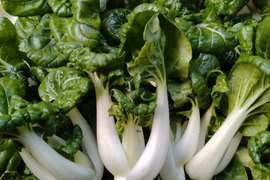 広東白菜苗１ｋｇ／中国の定番野菜！