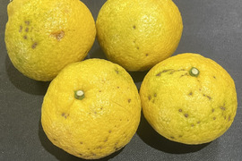 愛媛県産 訳あり はるか3kg