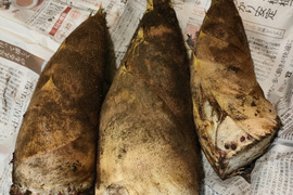 春の味覚　たけのこ！！浅堀り　柔らかくえぐ味少ない　その日に発送　神奈川県産　４キロ〜５キロ（シーズン終盤のため増量致しています）