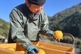【蔵出し八朔】ハッサク２キロ🍋