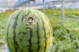 最初に実る特別な甘さのご褒美スイカ｜すいか・ピノガール2玉