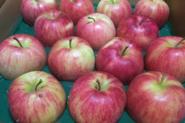 青森県産　ジョナゴールド5キロ　14個から20個入