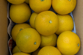 最小限の農薬除草剤未使用　和歌山県橋本市産八朔サイズM以上(約5キロ箱込み)