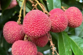 南国鹿児島産【生ライチ】最高峰品種玉荷包【国産】(約700g)【贈答用】【夏ギフト】