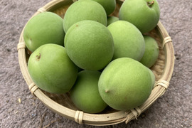【白加賀・青梅】自然栽培 農薬・化学肥料不使用の梅！サイズ混合10kg