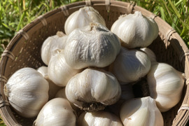 有機ニンニク 500g