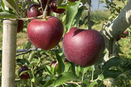 信州産　秋映(りんご) 約3kg
