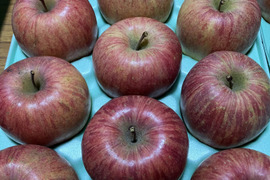 2箱3キロ9-13玉入×2箱　樹上完熟葉取らずサンふじ　農薬半減栽培で安心安全！