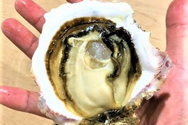 【 牡蠣 好き必見】糸島サウンドSサイズ 岩牡蠣　5個　生食可