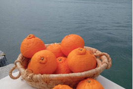 【春限定】瀬戸田発！農薬・肥料不使用の不知火（2kg）