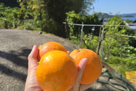 じゅわっとセミノール5kg