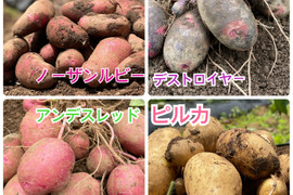 ノウフク　カラフルじゃがいもミックス 1kg　【栽培期間中農薬化学肥料不使用】