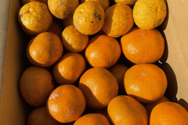 😊【訳あり】甘味と程よい酸味の藤中みかん4㎏香り際立つユズ1㎏〈セット〉5㎏