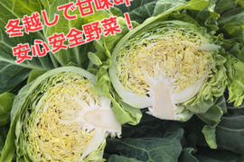 水分たっぷり！冬越し春キャベツ　科学農薬、無堆肥、不使用