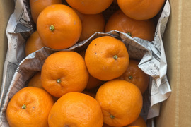 【食べ比べ】せとかとポンカン　3ｋ箱　除草剤使用無　万田酵素散布