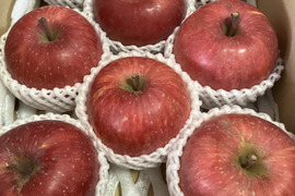 蜜入りチェック済！超大玉葉取らずスペシャル3キロ8玉葉取らず農薬半減栽培樹上完熟蜜入サンふじ　蜜ライトにて光を通すかチェックします！　りんご　農薬半減栽培で安心安全　　すぐ発送‼️限定1