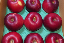 青森県産りんご 紅玉  3キロ箱