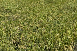 農薬・化学肥料不使用 お米「いのちの壱」 令和7年産 5kg