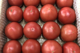 すずなり採れたてトマト‼︎赤オンリー4kg