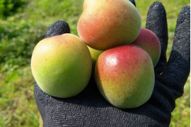 【送料500円引き】和歌山県産（梅干し向け）南高梅５kg【Ｌサイズ以上】