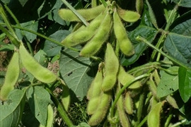 枝豆　枝付き　秘伝豆　（自然栽培）　1ｋｇ　出荷予定9/20-10上旬