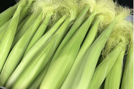 【ご予約受付中】新鮮！採れたその日に即発送！甘くてジューシー皮付きヤングコーン 10-12本前後入り（栽培期間中農薬・化学肥料不使用）