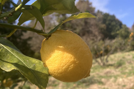 【柑橘王国愛媛県砥部町産　農薬、化学肥料、除草剤不使用レモン】5kg(ご家庭用)