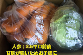 有機JAS夏キャベツ×訳あり人参【人参多め】