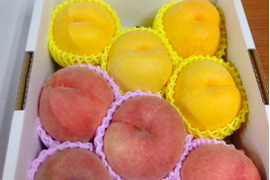 数量限定！旬の桃おまかせ🍑桃食べ比べセット2kg ※9～10月発送