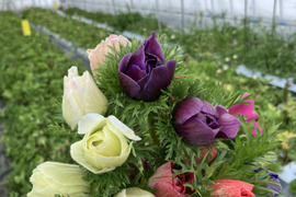 《アネモネ》12本束2セット
10日間の日持ちは当たり前💐