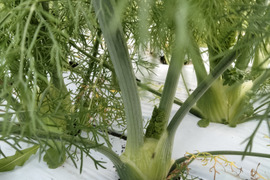 【長崎県産】農薬不使用！香り高いフェンネルの葉300g