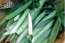 新鮮ゴールドラッシュ🌽【朝採り即出荷】Ｌサイズ１０本（2.5㎏）とうもろこし１本320~380㌘程度