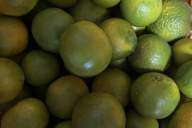 ＜期間限定＞摘果たんかん　5kg／料理・ドリンク・加工用に最適！