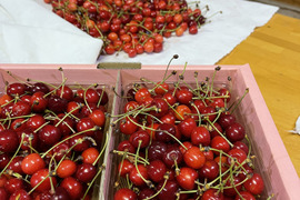 旬の果実🍒さくらんぼ　紅さやか　訳あり加工推奨品　1キロ以上