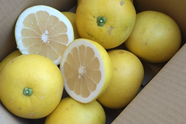 国産スウィーティー(オロブロンコ）