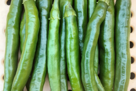 長崎県産！青唐辛子！ホットパラソル300g