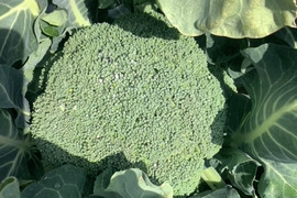 子どもの野菜　栽培期間中農薬不使用・自然栽培 ブロッコリーサマードーム４個